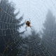 Spiders read their environment by sensing vibrations with their hairy legs.